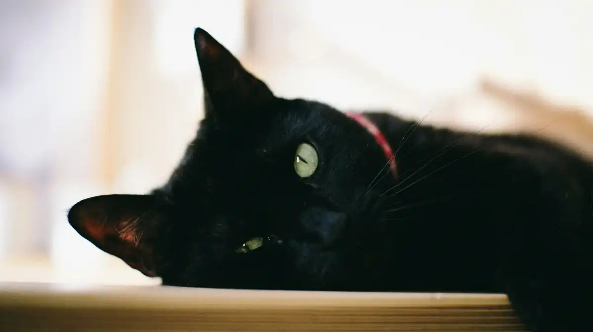 Mastering resizeimage.dev: A Complete 2025 Tutorial for Pixel-Perfect Single Image Resizing
