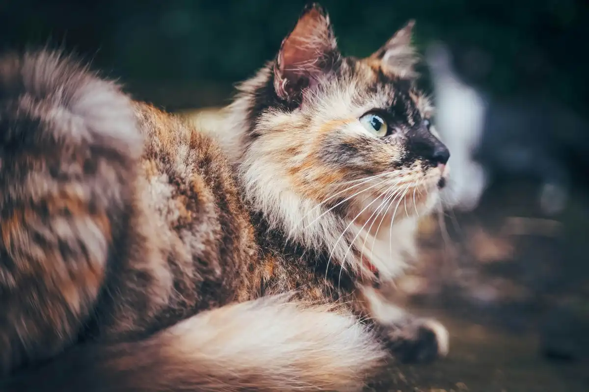 The Ultimate Guide to Resizing and Cropping Images for Any Social Media Platform (Free & Online)